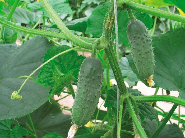 огурец Герда F1  10г.