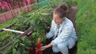 Сорт перца, который дружно созреет на кусту!