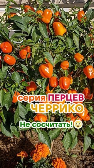 Хороших перцев должно быть много!