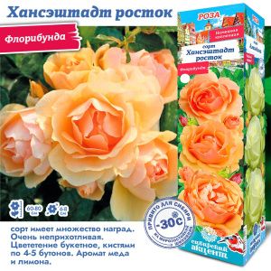 Роза Хансэштадт Росток