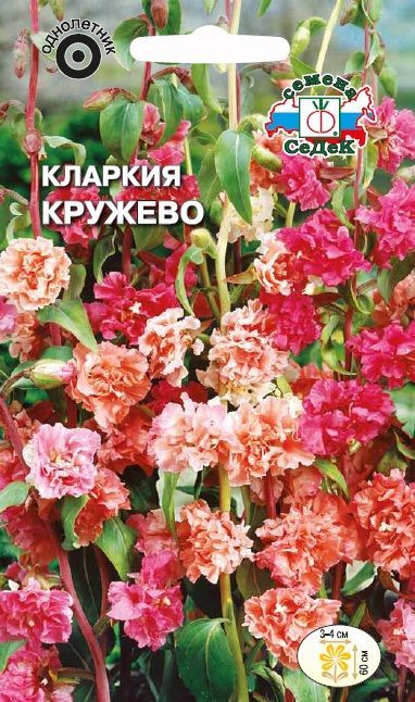 Цветок Кларкия Кружево (смесь)