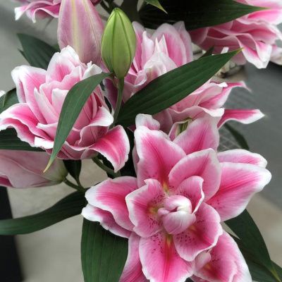 Лилия Роузлили Микаэла 1шт