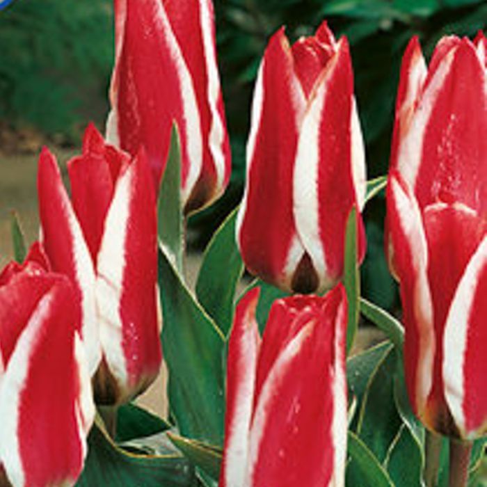 Тюльпан Царь Пётр (грейга)