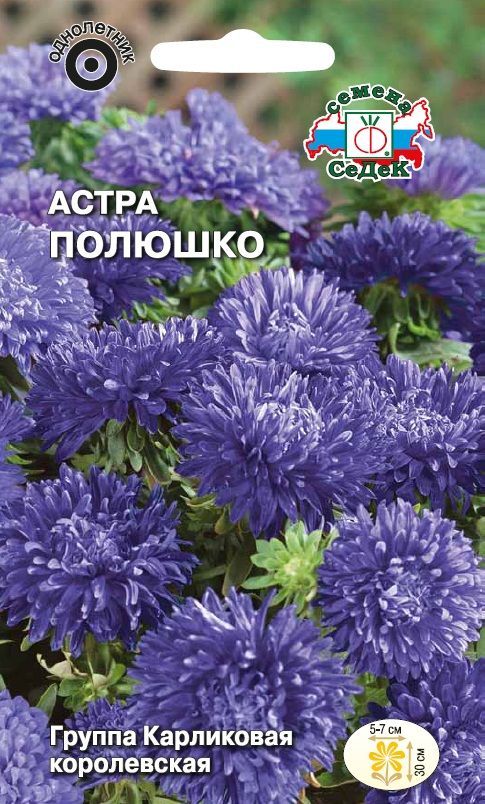 Цветок Астра Полюшко