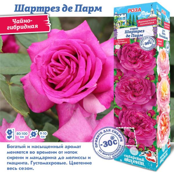 Роза Шартрез Де Парм