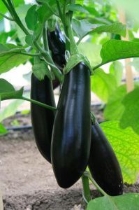 баклажан Маркиз  10г.