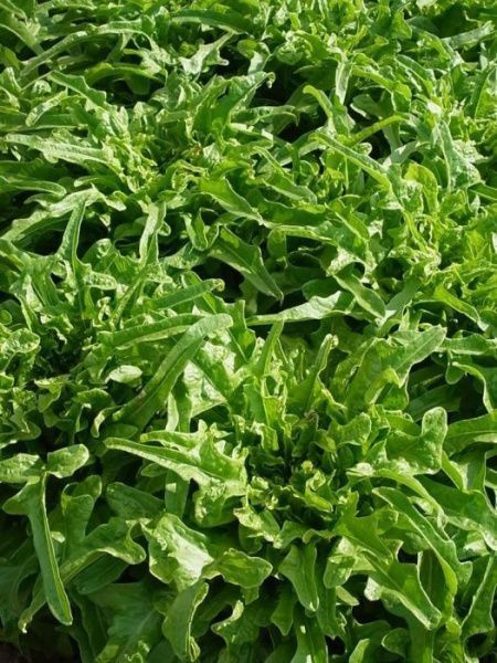 салат Красавчик  100 г