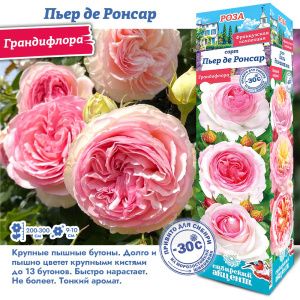 Роза Пьер Де Ронсар