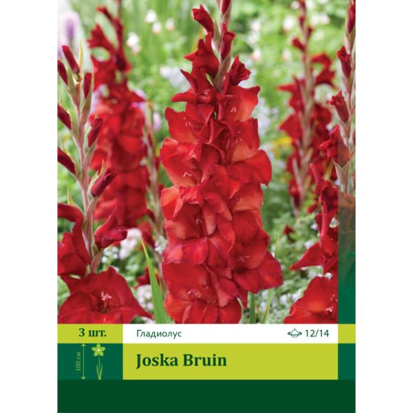 Гладиолус Йоска Брюн 3шт