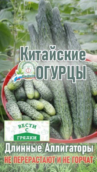 Китайские длинные огурцы Аллигаторы.