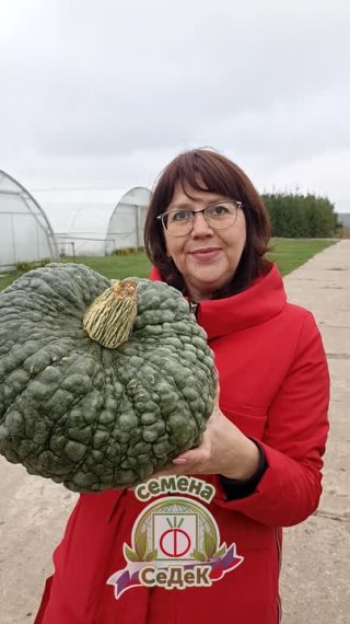 Тыква Царевна-лягушка. Медовая сладость тыквы не сказка, а реальность!