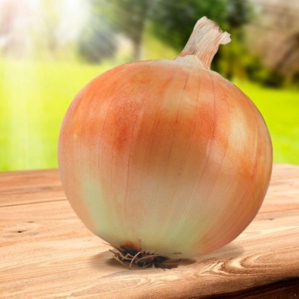 лук Сима F1  1000 г