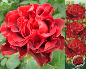 Роза Эль Торо