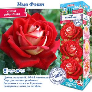 Роза Нью Фэшн