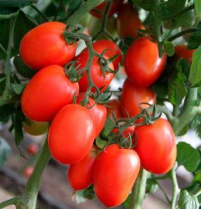 томат Сестренка F1  5 г