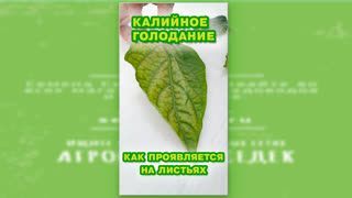 Когда листья ваших томатов или перцев выглядят так!