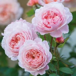 Роза Э Шропшиэ Лэд