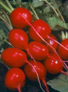 редис Чемпион  100 г.