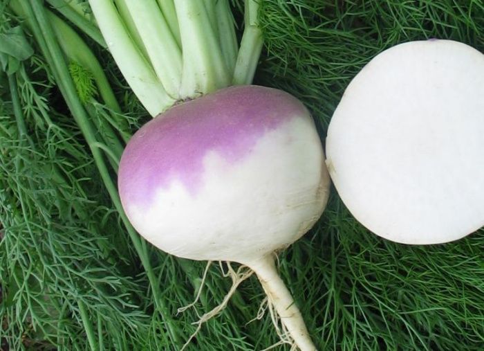 репа Ранняя Пурпурная  100 гр.