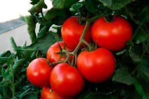 томат Буржуин F1  5 г