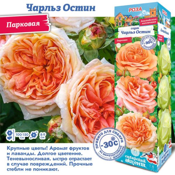 Роза Чарльз Остин