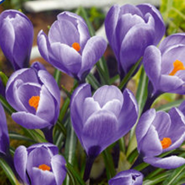 Крокус Гранд Мэтр крупноцветковый