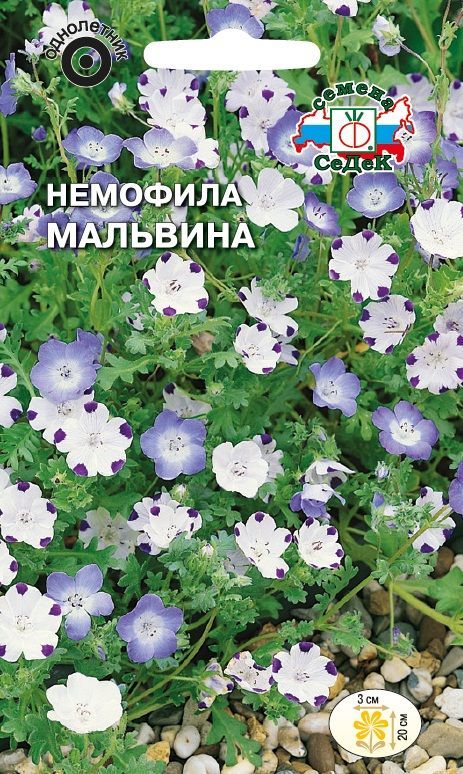 Цветок Немофила Мальвина (смесь)
