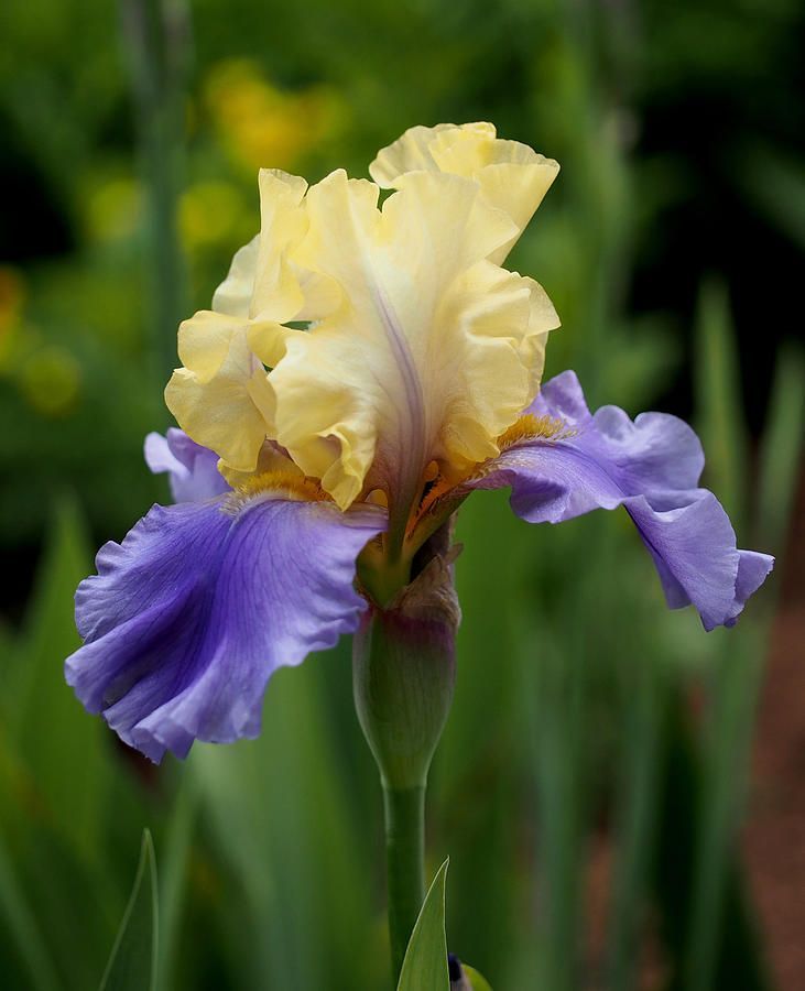 Ирис Йеллоу/Блу германский / Blue Yellow Iris, 1шт