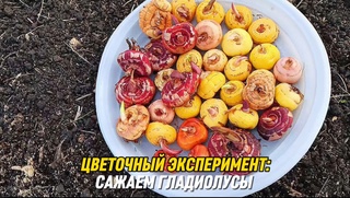 Поздняя посадка гладиолусов