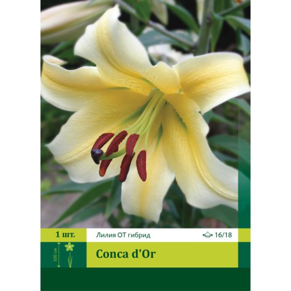 Лилия Конка де Ор