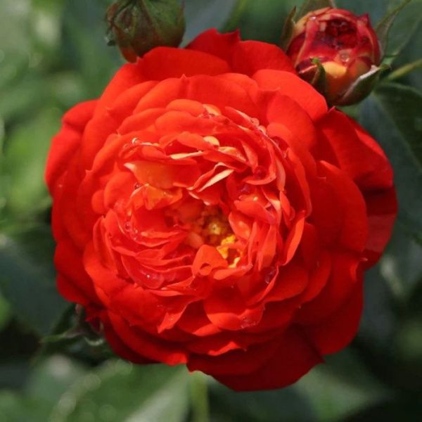 Роза Старлет Роуз Кармен