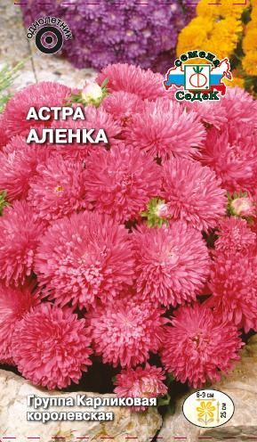 Цветок Астра Алёнка королевская