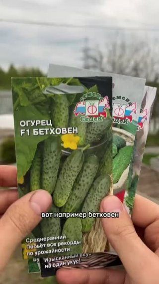 Сеем огурчики под пленку