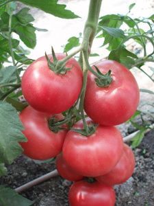 томат Счастье F1  500 сем.