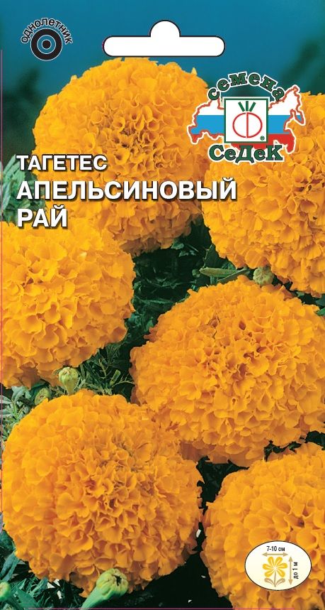 Цветок Тагетес Апельсиновый рай