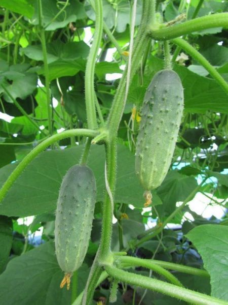 огурец Феникс Плюс  10г