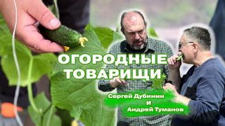 "Огородные товарищи" и ранние огурцы в Подмосковье!