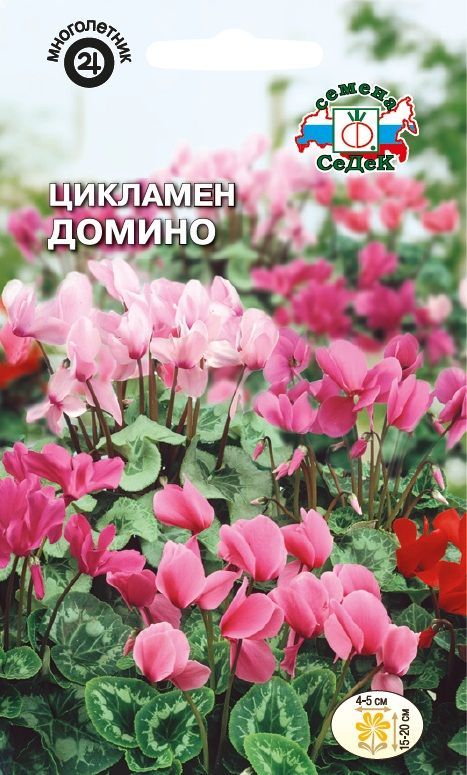 Цветок Цикламен Домино (персидский, смесь цветов пастельных тонов)