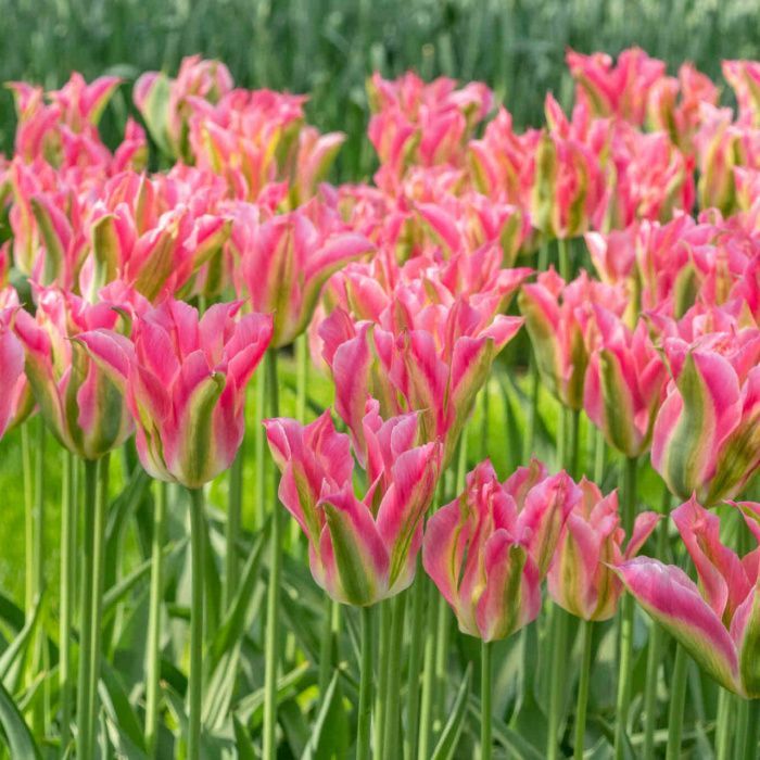 Тюльпан Виришик (зеленоцв)