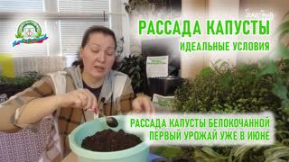 Посев раннеспелой капусты на рассаду для получения максимально раннего урожая