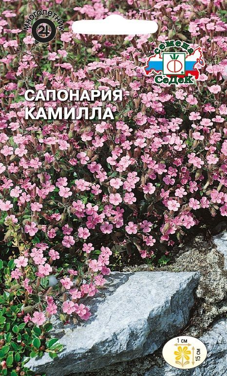 Цветок Сапонария Камилла базиколистная розовая