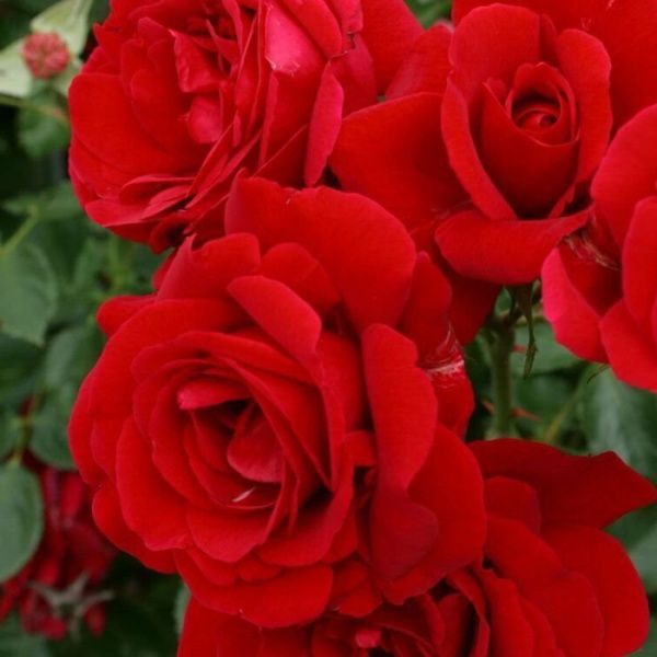 Роза Симпатия