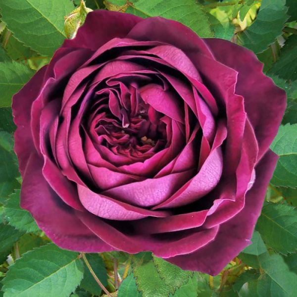 Роза Роял Палас