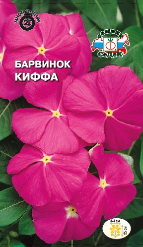 Цветок Барвинок Киффа
