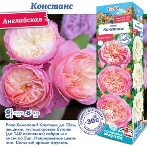 Роза Констанс
