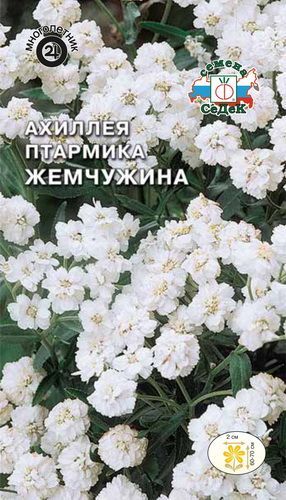 Цветок Ахиллея Жемчужина птармика (тысячелистник)