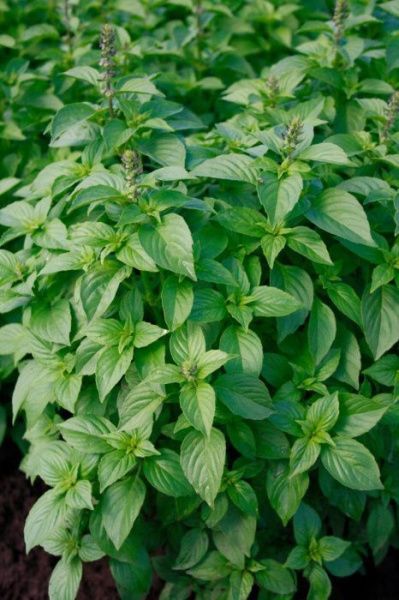 базилик Аромат лимона  10г.