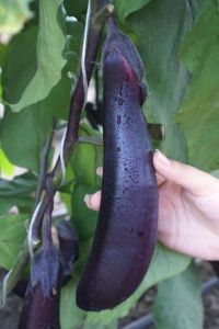 баклажан Черный Дракон F1 5 г