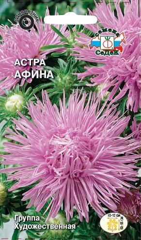 Цветок Астра Афина