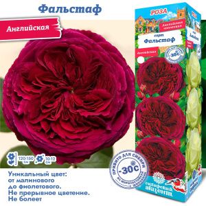 Роза Фальстаф